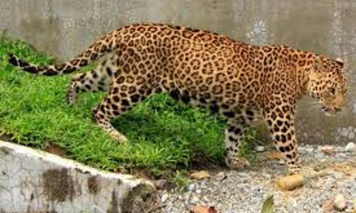 Panic ensues after leopard escapes from Bengal Safari Park in Siliguri