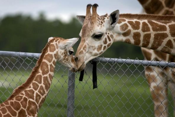 A day in the existence of giraffe keepers at Lion Country Safari