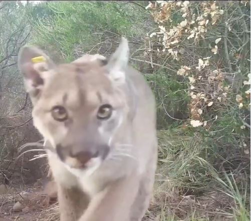 Petition Calls For SoCal Mountain Lions To Be Placed On Endangered List
