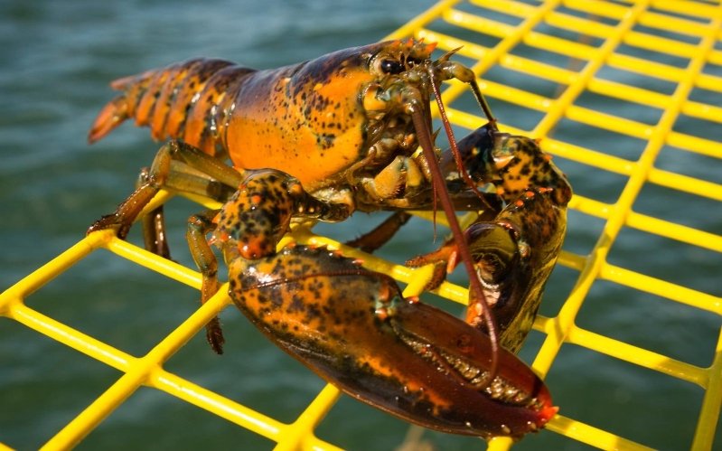 Maine’s Lobster Collective Is Giving Away a Downeast Vacation This Summer