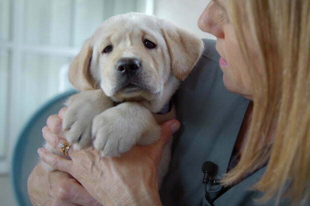 journey with puppies