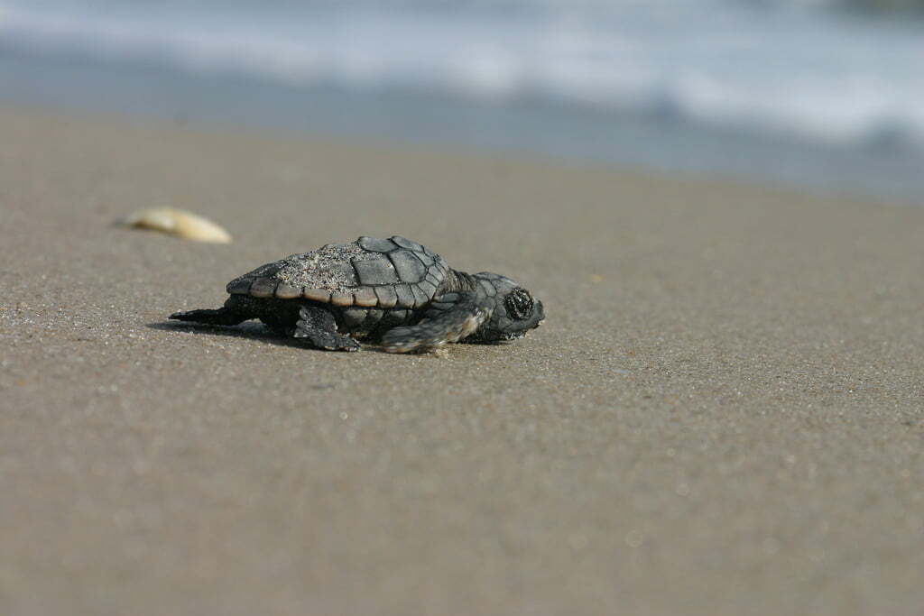 You Can Actually Watch Nesting Sea Turtles At Several Beaches In Florida