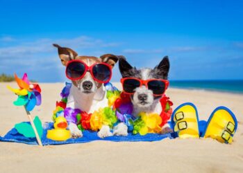 Dog Beach, The Most Beautiful Beach In The World