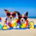 Dog Beach, The Most Beautiful Beach In The World