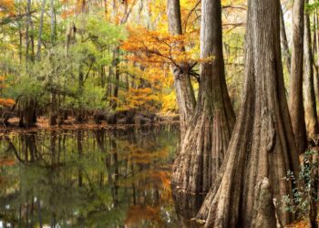 Where to Spend Time with Your Friends in Columbia, SC