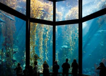Explore the Best Aquarium in California